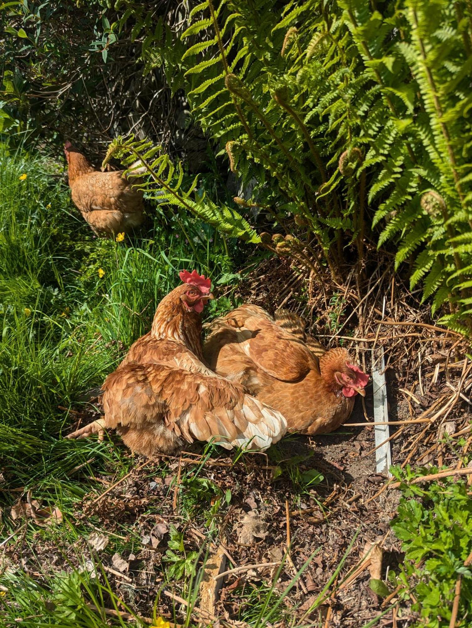 Pandy Farm - Waen Fechan ドルゲラウ エクステリア 写真